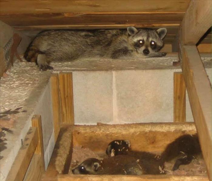 SERVPRO of Manahawkin Bioremediation after Raccoon Nesting